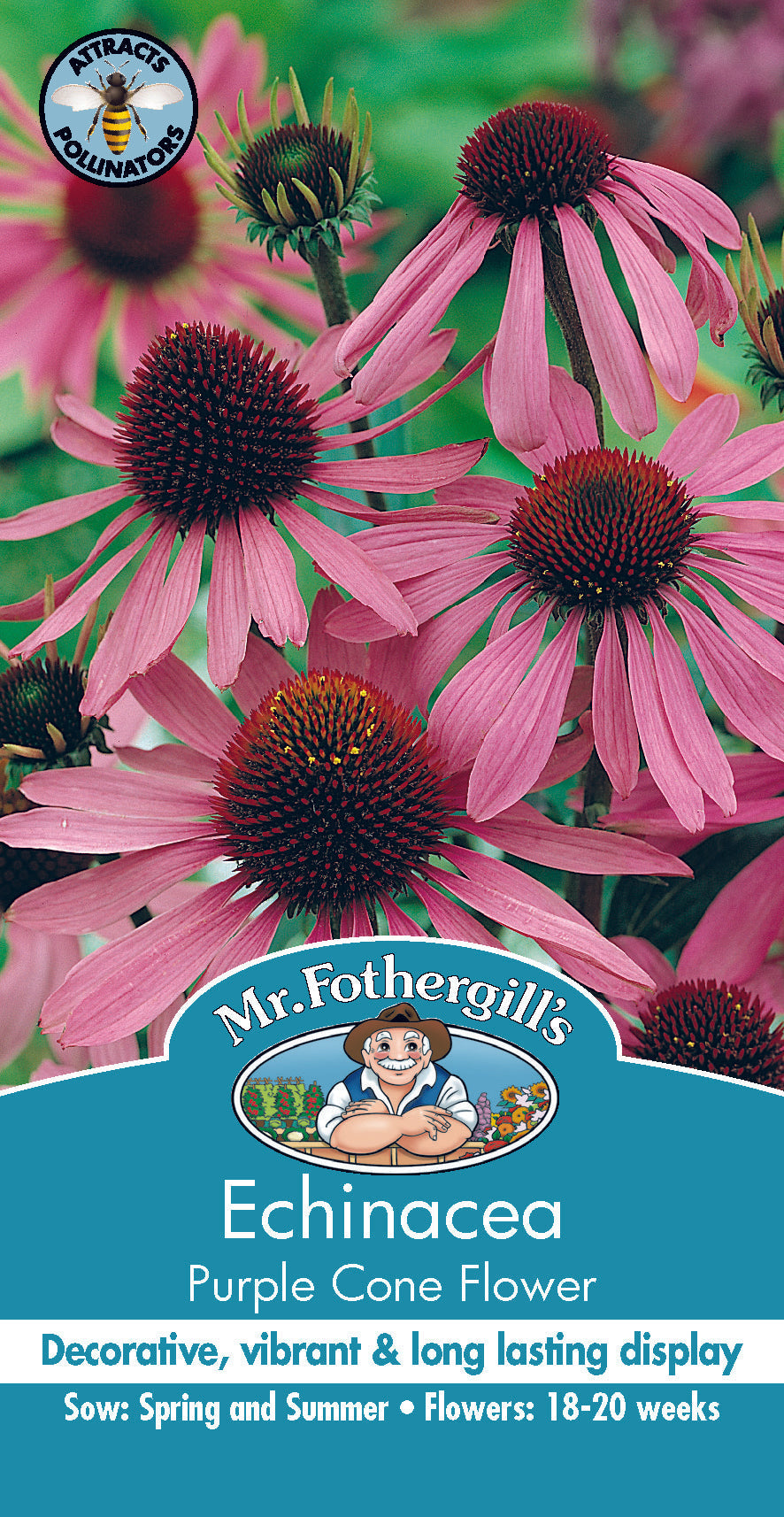 Seeds B Echinacea Purple Cone Flower