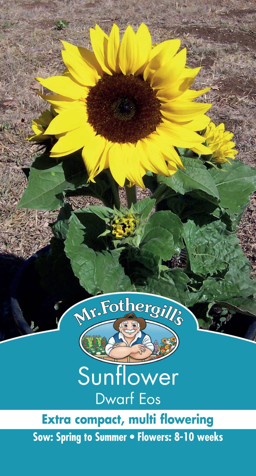 Seeds B Sunflower Eos
