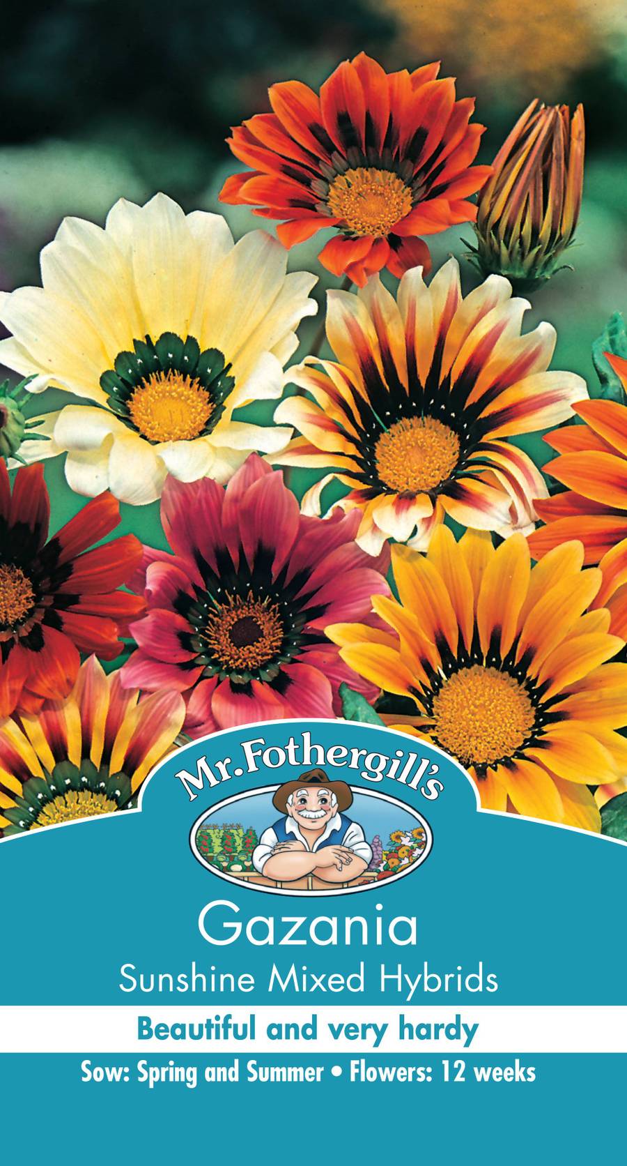 Seeds D Gazania Sunshine F1