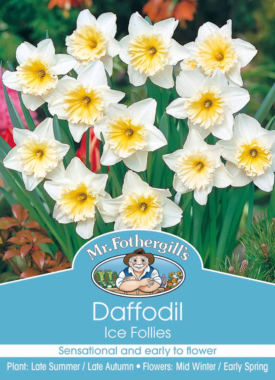 Bulbs B Daffodil Ice Follies