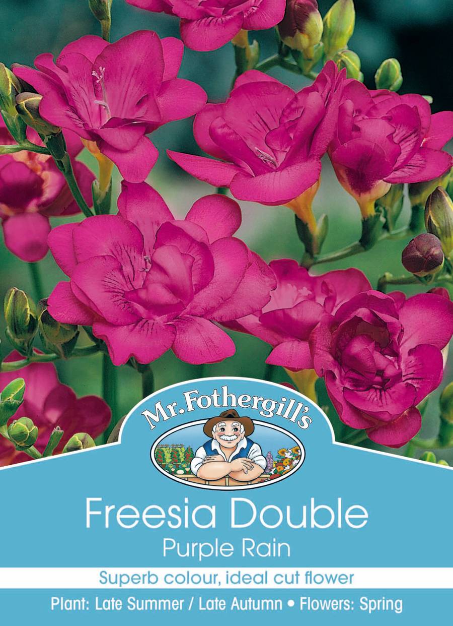 Bulbs D Freesia Purple Rain