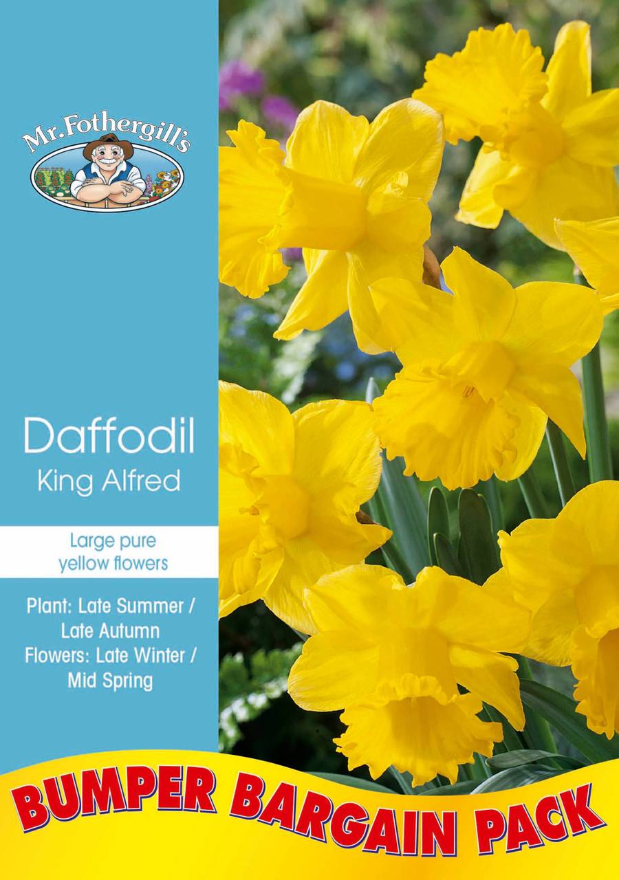 Bulbs E Bumper-Pack - Daffodil Yellow King Alfred