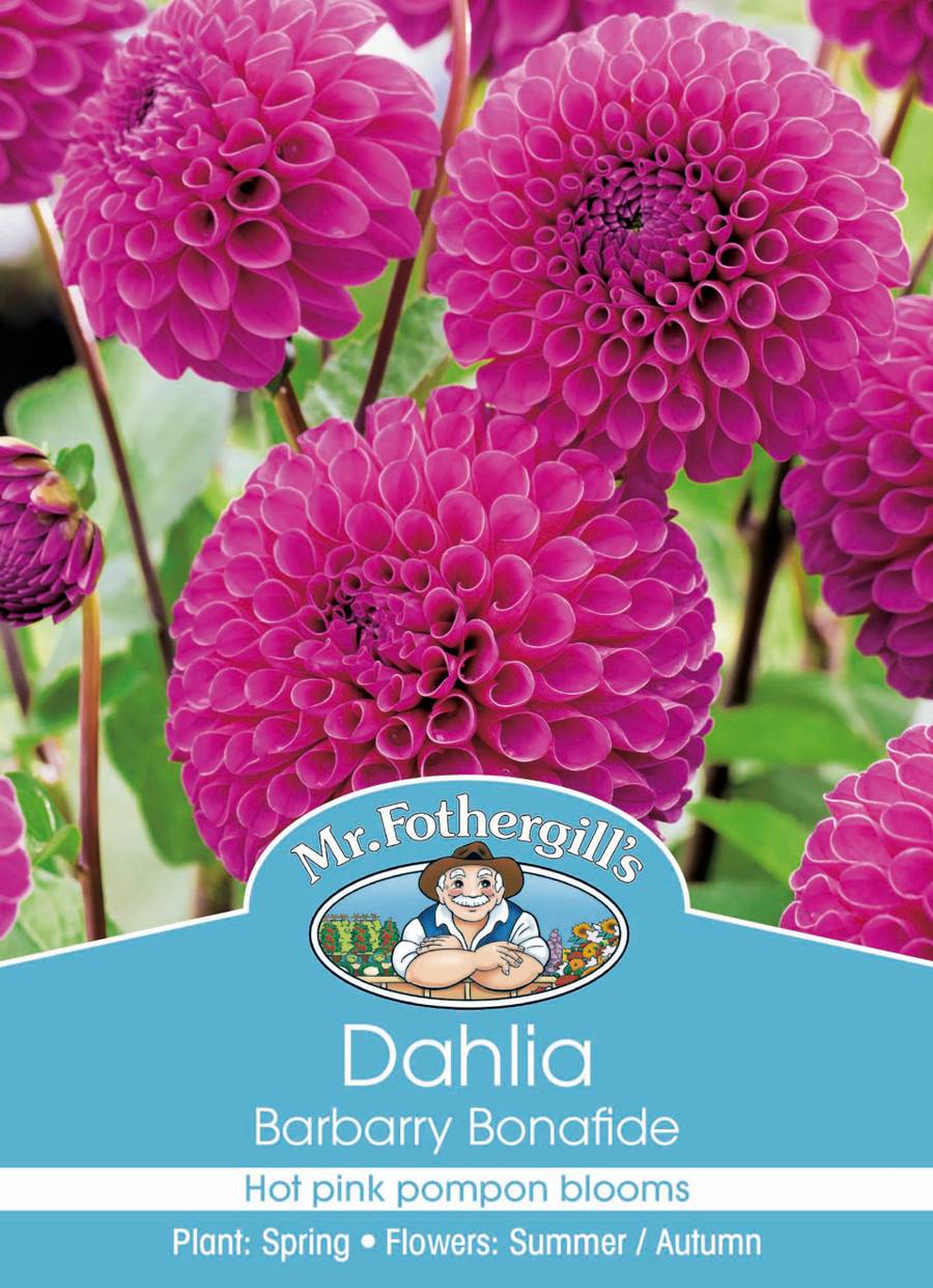 Bulbs C Dahlia Barbarry Bonafide