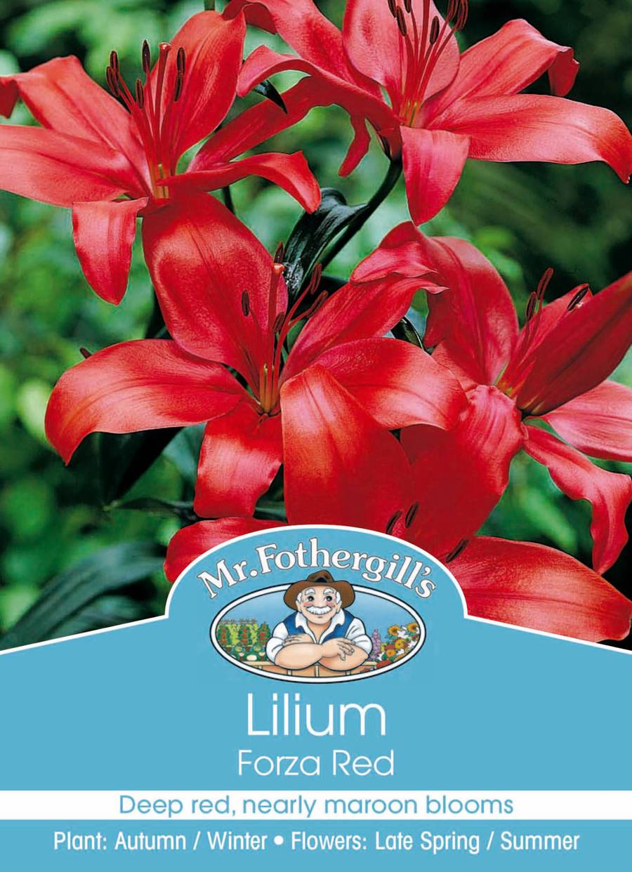 Mr Fothergill's - Lilium Forza Red Bulbs