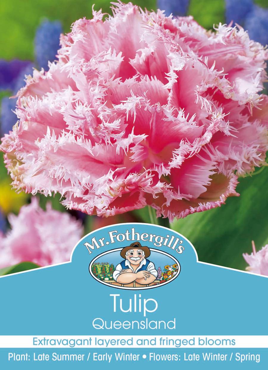 Bulbs D Tulip Queensland
