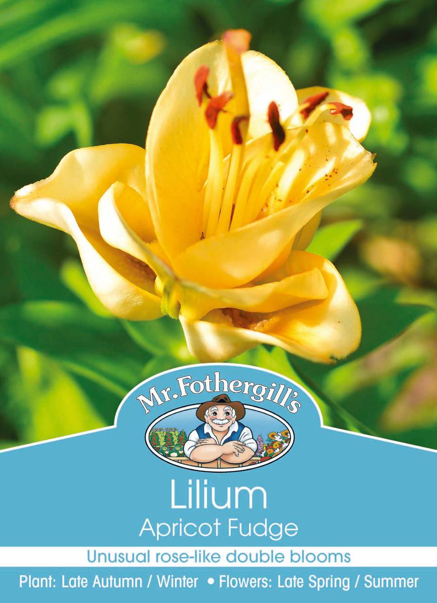 Mr Fothergill's - Lilium Apricot Fudge Bulbs