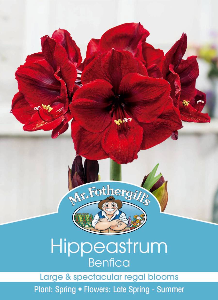 Bulbs E Hippeastrum Benfica