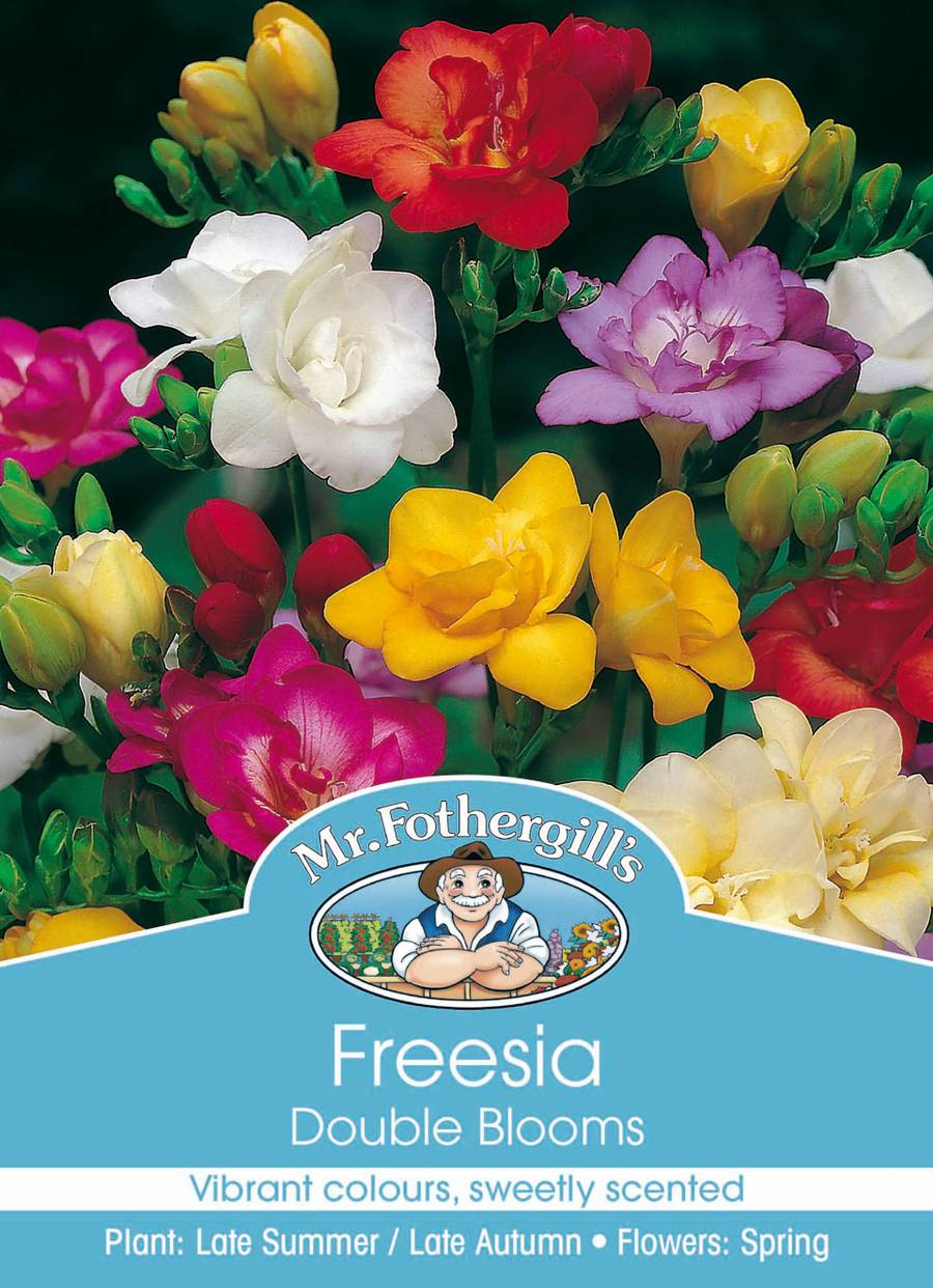 Bulbs D Freesia Double Blooms