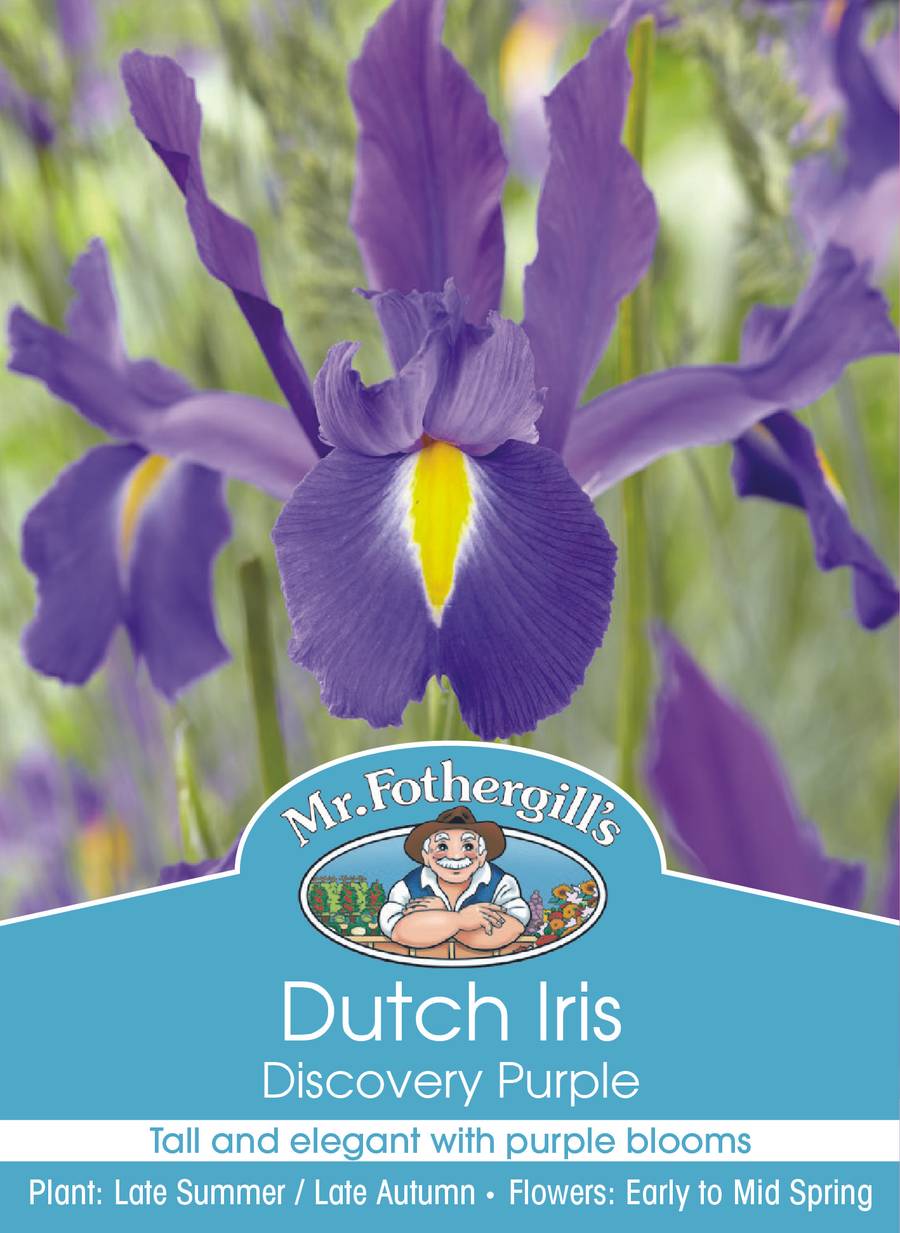 Bulbs B Dutch Iris Discovery Purple