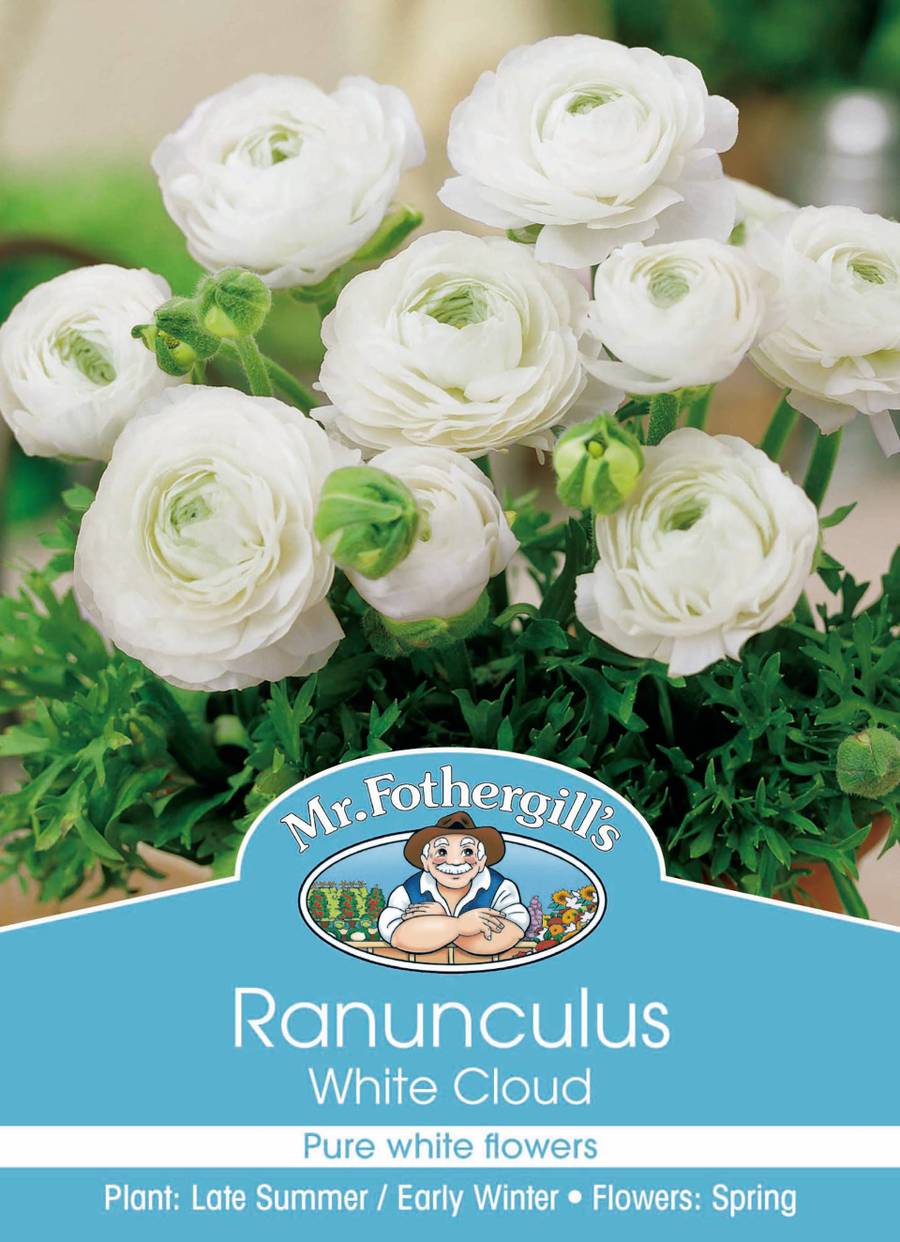 Bulbs B Ranunculus White Cloud