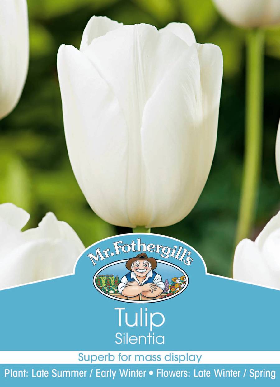 Bulbs B Tulip Silentia