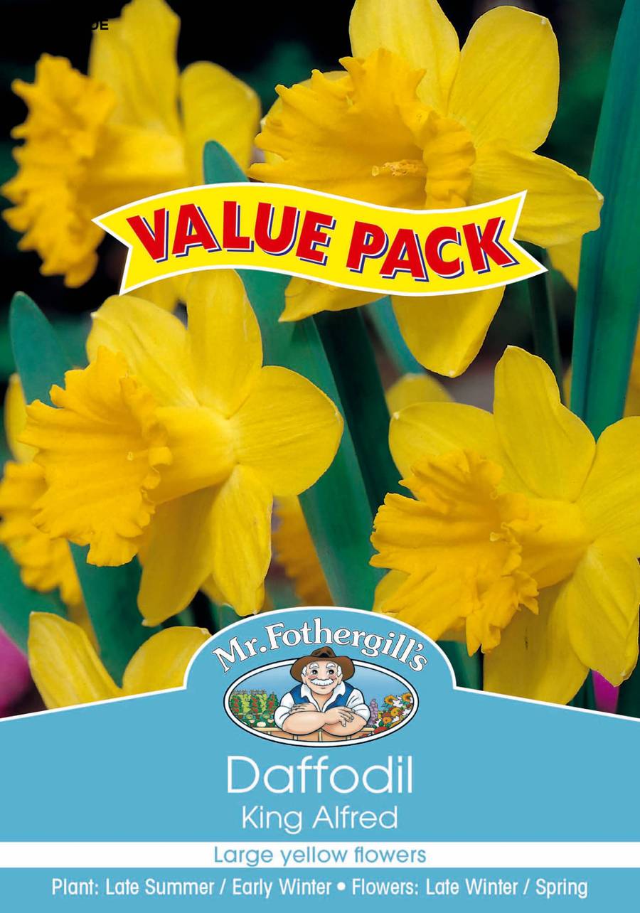 Bulbs D Value-Pack - Daffodil King Alfred