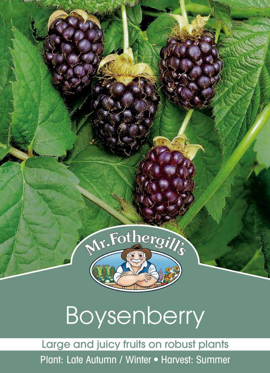 Mr Fothergill's - Boysenberry Cane - 1 Cane
