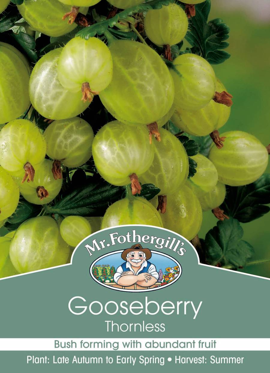 Mr Fothergill's - Gooseberry Cane - 1 Cane