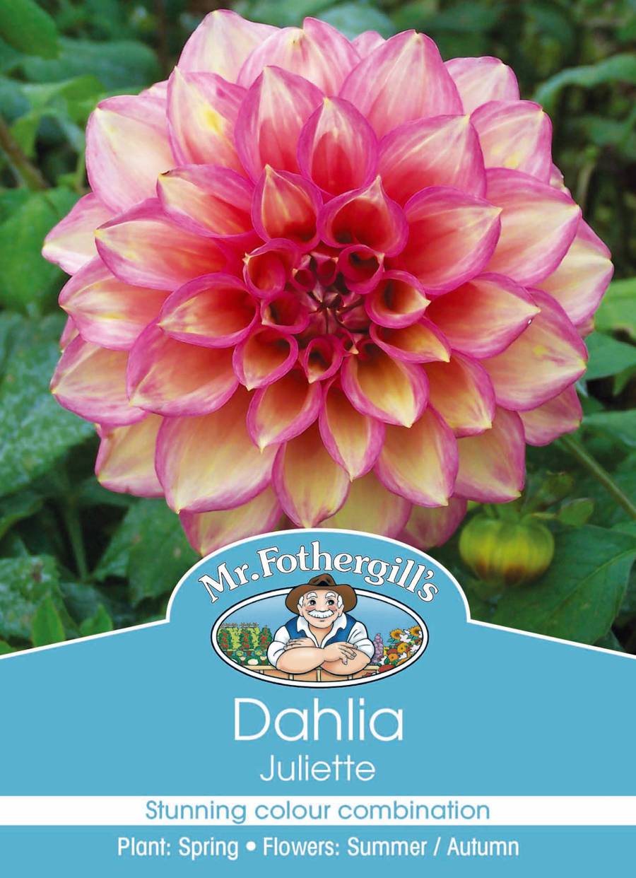 Bulbs C1 Dahlia Juliette