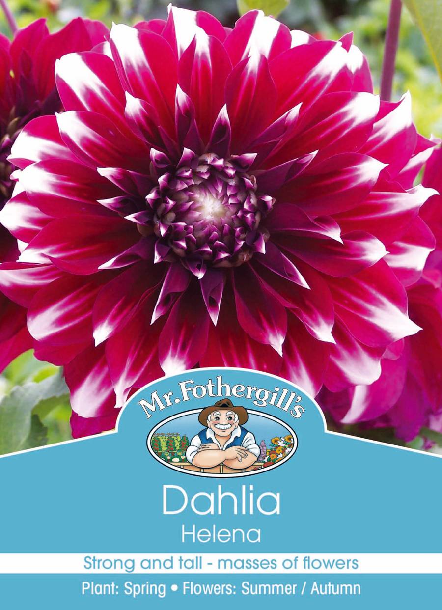 Bulbs C Dahlia Helena