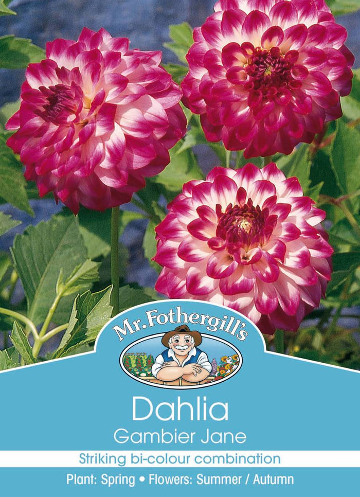 Bulbs C Dahlia Gambier Jane