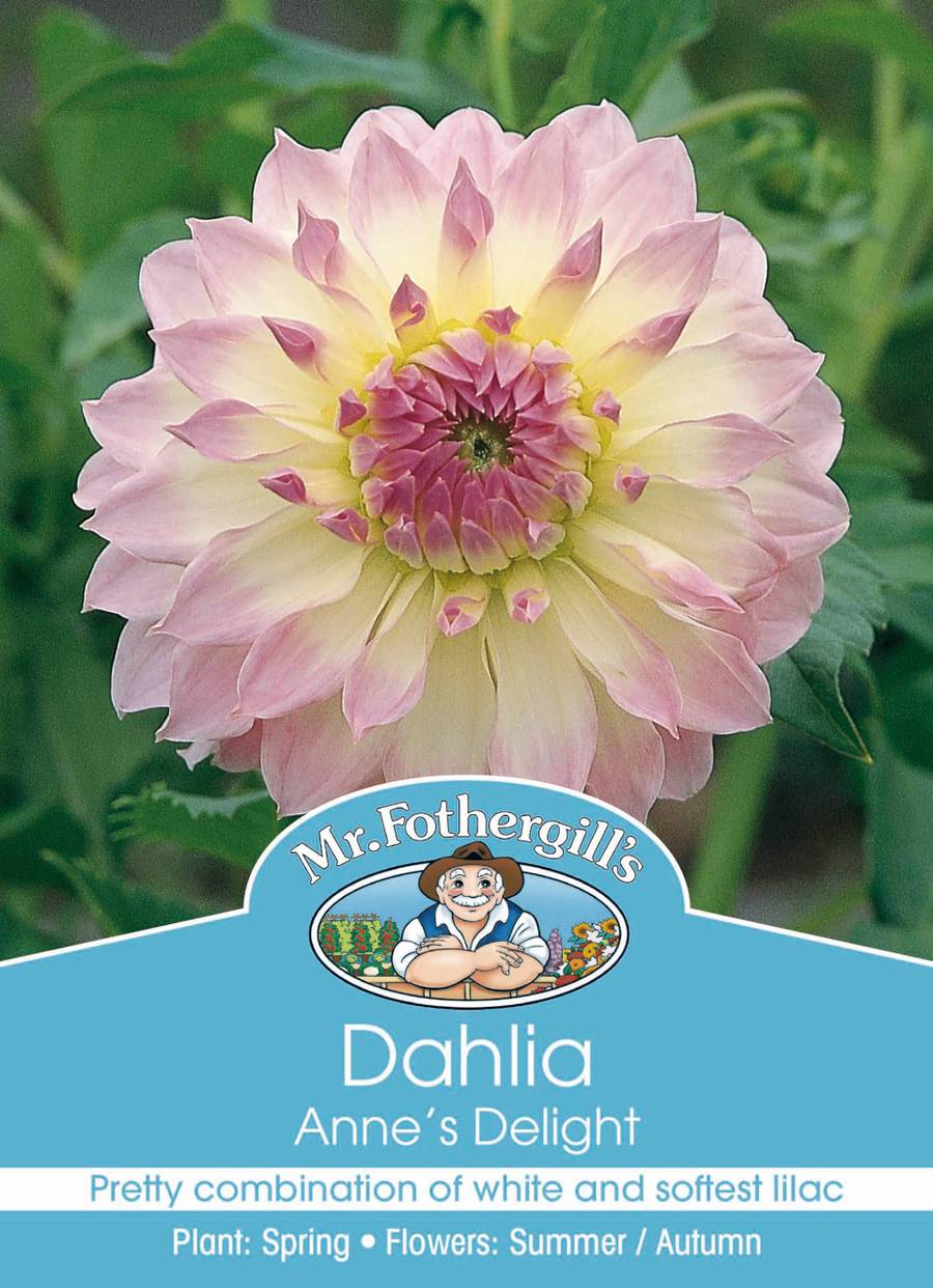 Bulbs C Dahlia Annes Delight