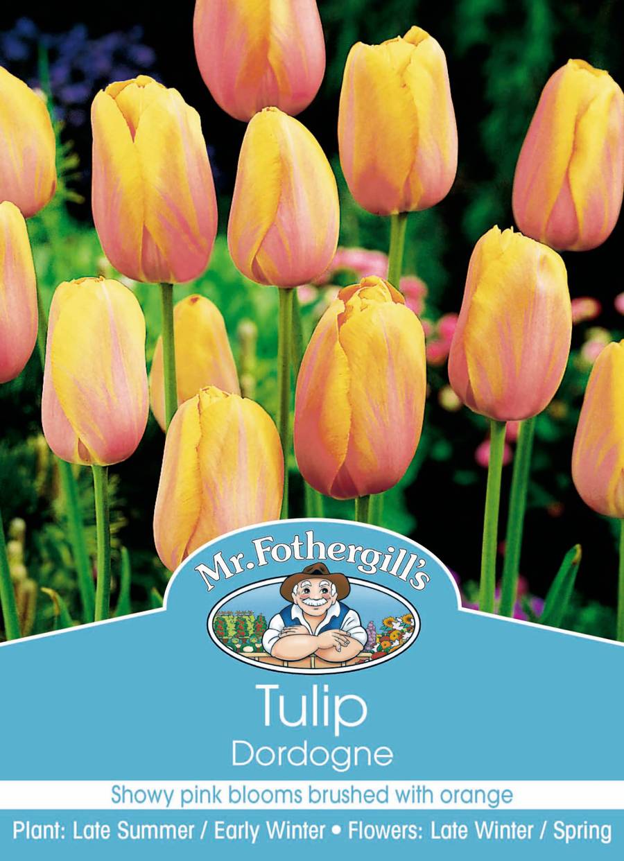 Bulbs B Tulip Dordogne