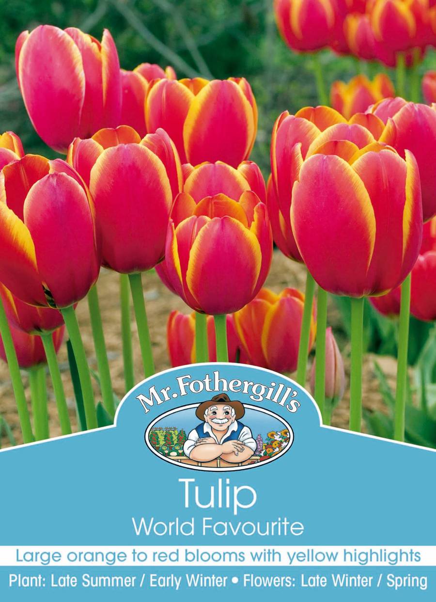 Bulbs B Tulip World Favourite