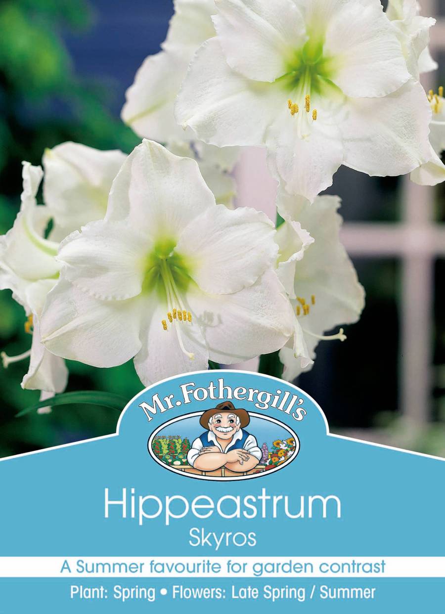 Bulbs E Hippeastrum Skyros
