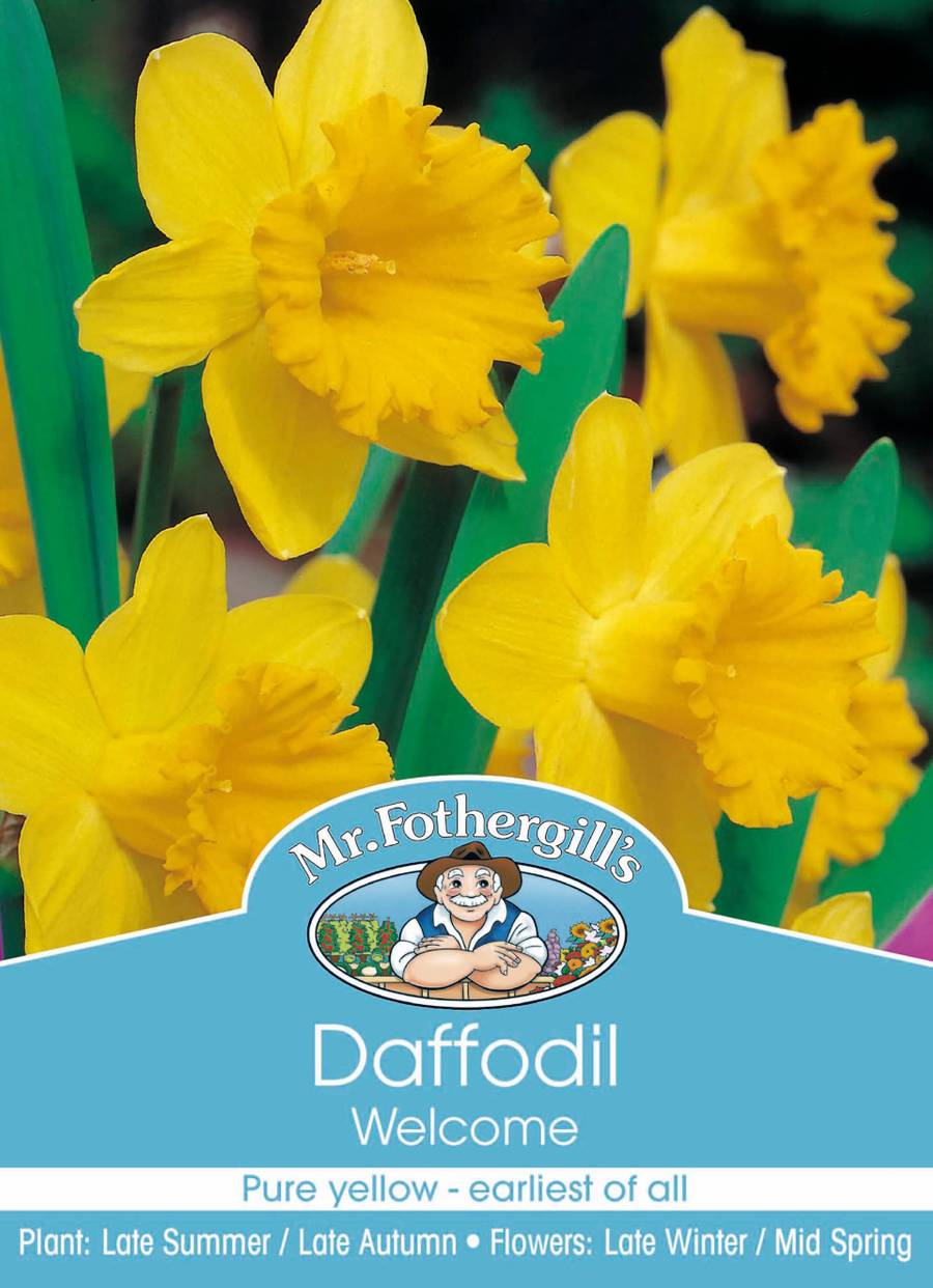Bulbs A Daffodil Welcome
