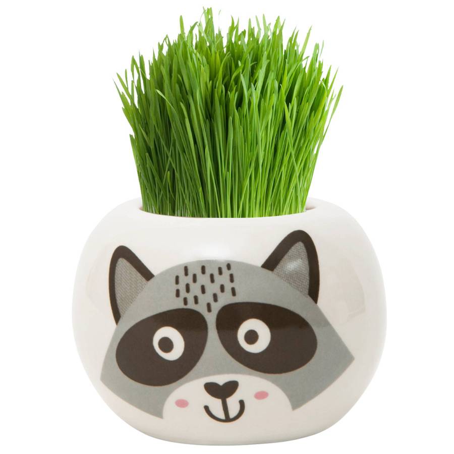 Grass Hair Kit Wild Adventure Raccoon