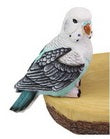 Budgie Parrot Lorikeet