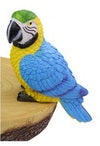Budgie Parrot Lorikeet
