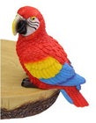 Budgie Parrot Lorikeet