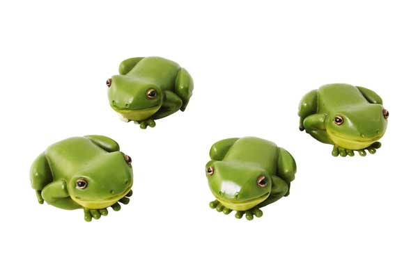Frog Rainforest