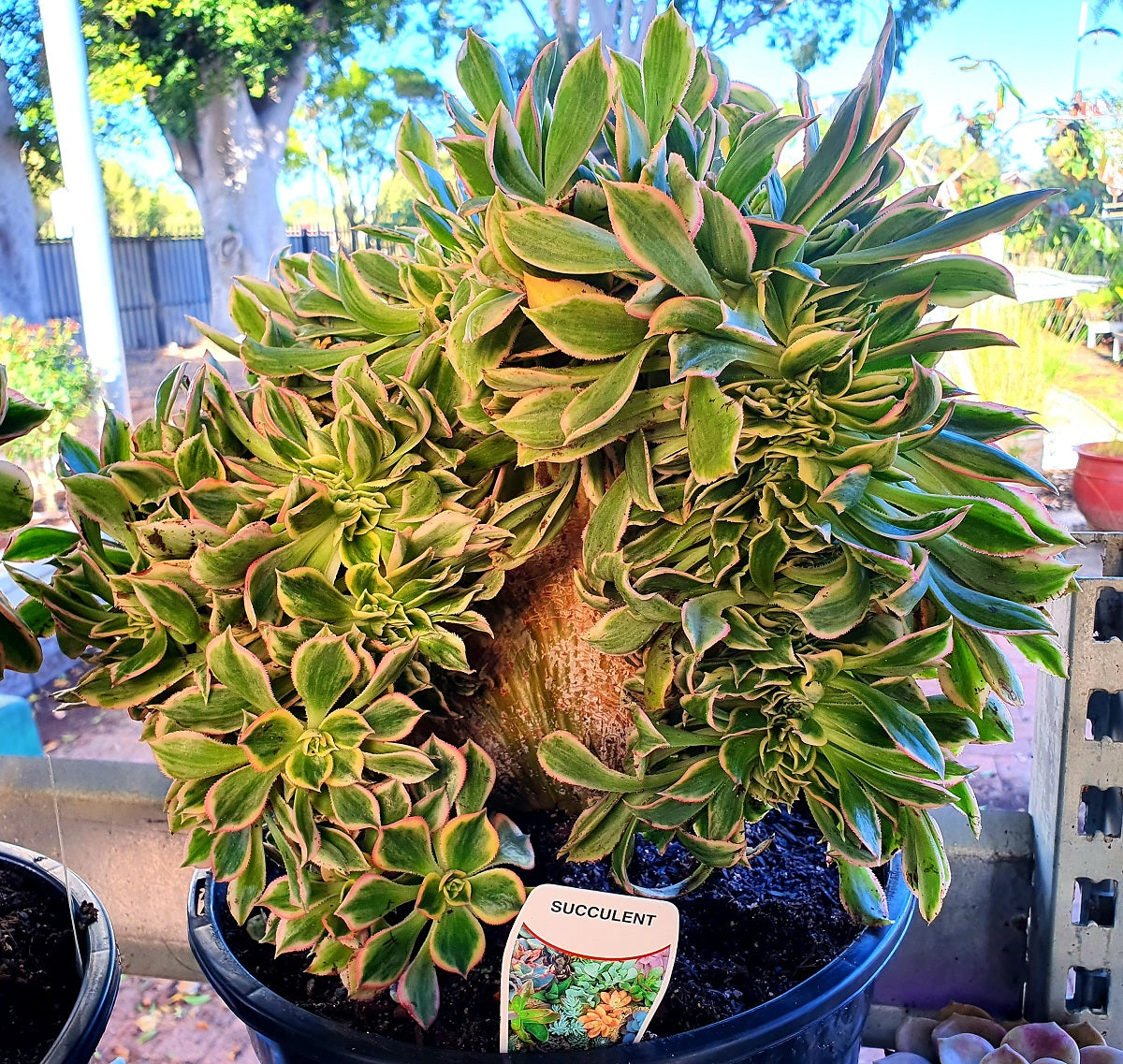 Aeonium decorum cristata - CRESTED SUNBURST - Pinwheel