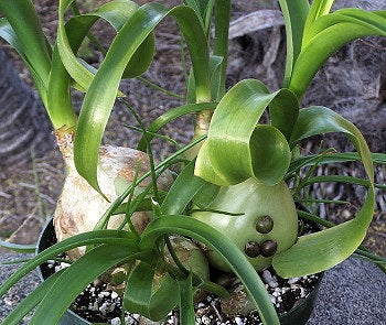 Albuca bracteata - Little Fatty