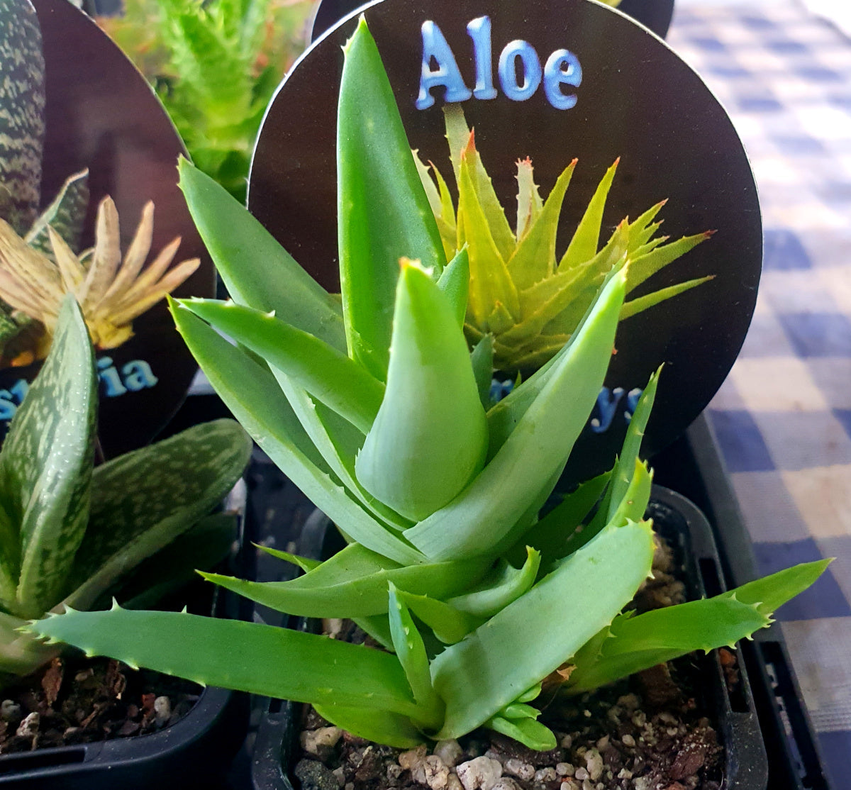 Aloe - WALMSLEYS BLUE