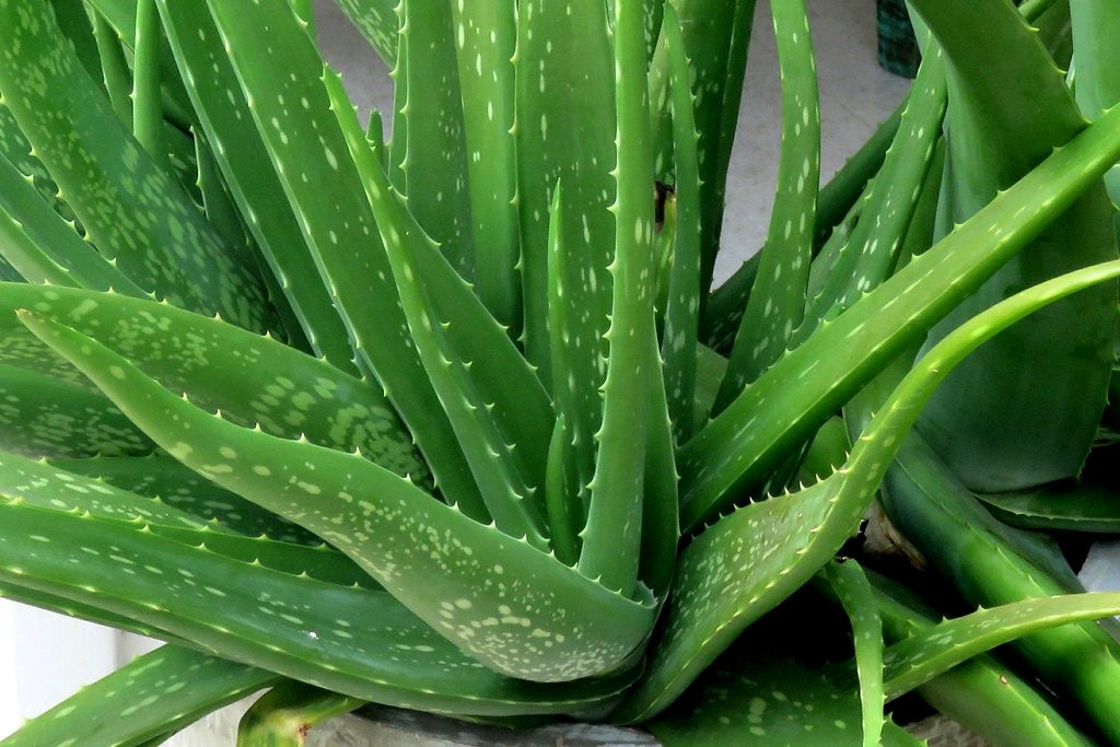 Aloe vera - Medicinal Aloe