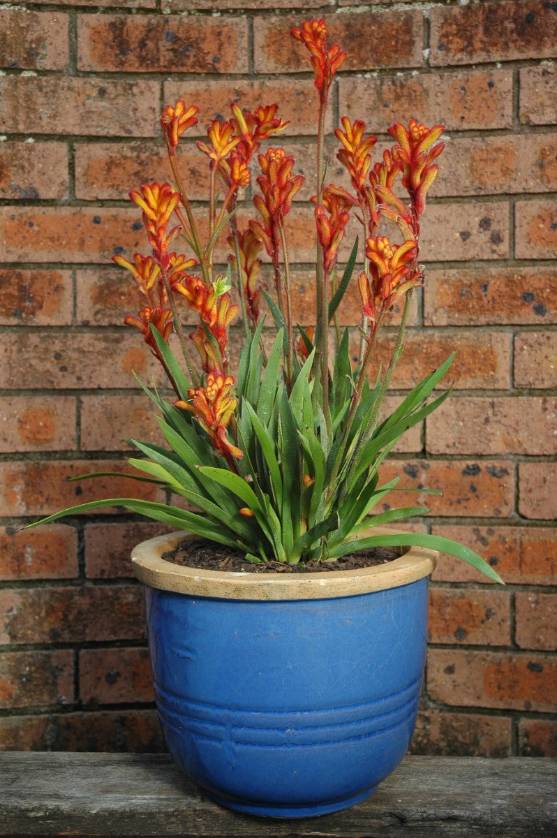 Anigozanthos - BUSH FLING - Kangaroo Paw 'Rambofling' PBR