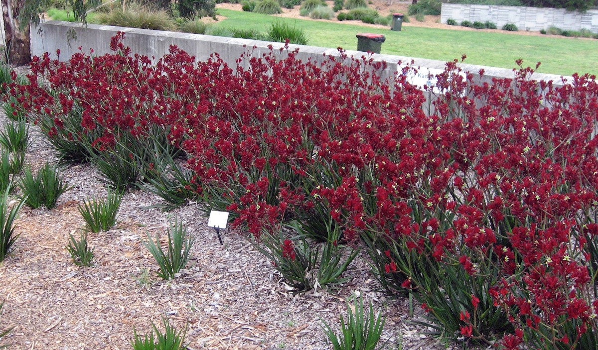 Anigozanthos - BUSH FURY - Kangaroo Paw 'Rambofury' PBR