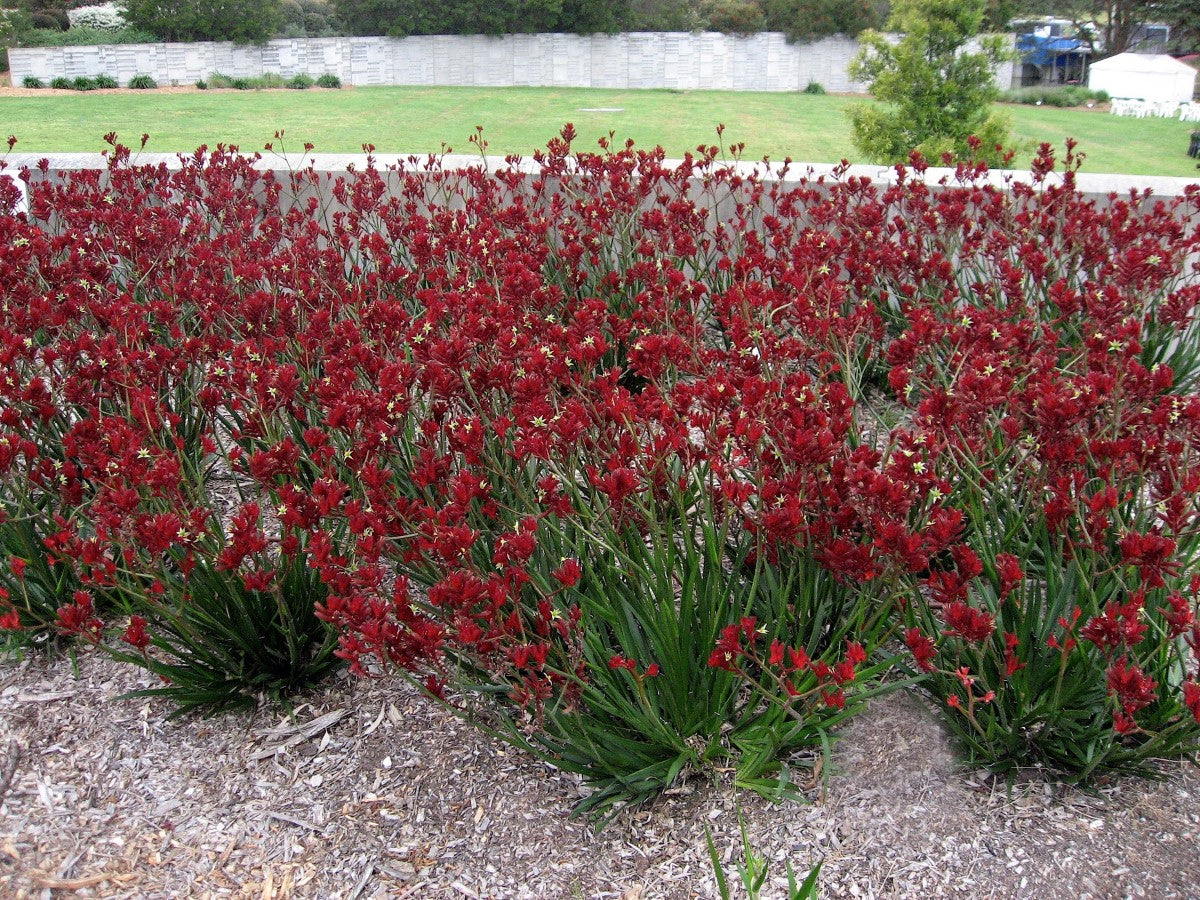 Anigozanthos - BUSH FURY - Kangaroo Paw 'Rambofury' PBR