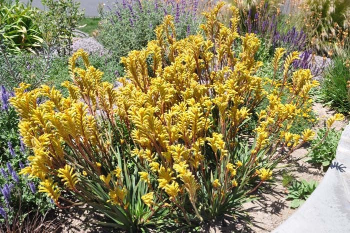 Anigozanthos - BUSH GOLD - Kangaroo Paw