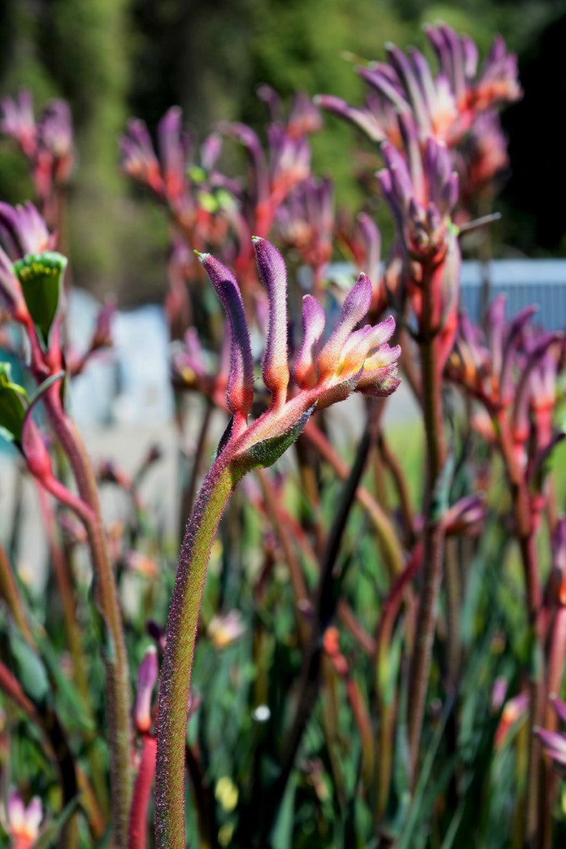 Anigozanthos - KINGS PARK ROYALE - Kangaroo Paw 'Kings Park Royale' PBR