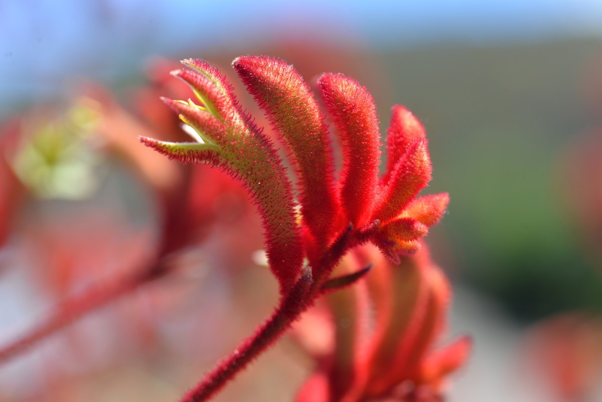 Anigozanthos - LANDSCAPE SCARLET - Kangaroo Paw 'Rambovour' PBR