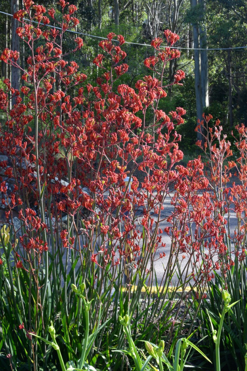 Anigozanthos - LANDSCAPE SCARLET - Kangaroo Paw 'Rambovour' PBR