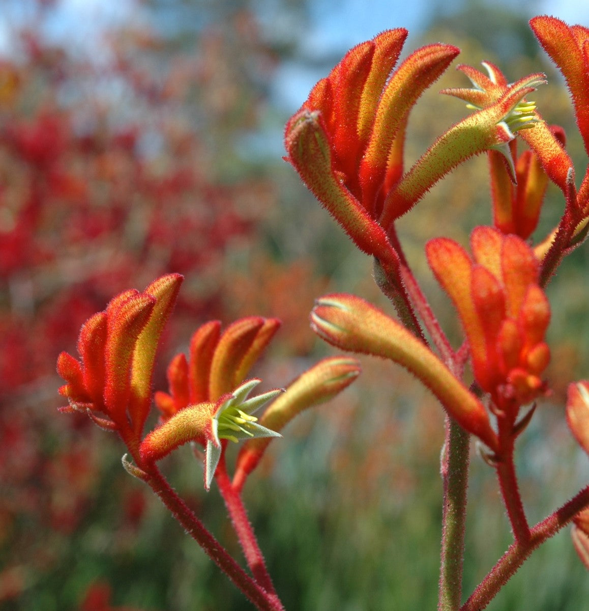 Anigozanthos - LANDSCAPE TANGERINE - Kangaroo Paw 'Rambolution' PBR
