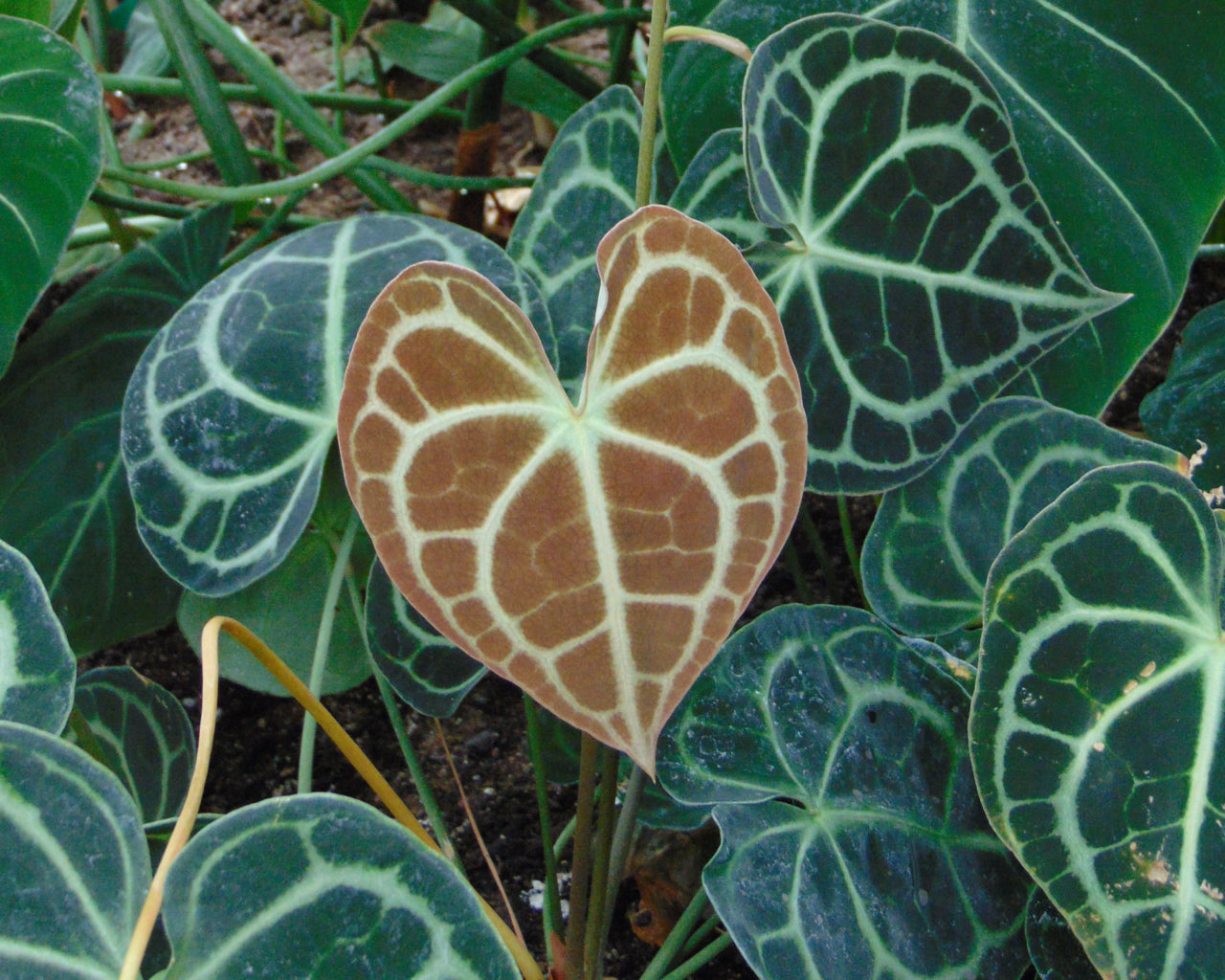 Anthurium clarinervium - White-Veined Anthurium