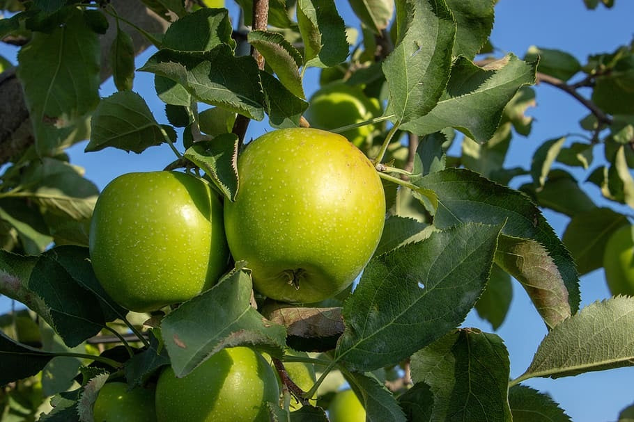 Malus domestica - GRANNY SMITH - Apple
