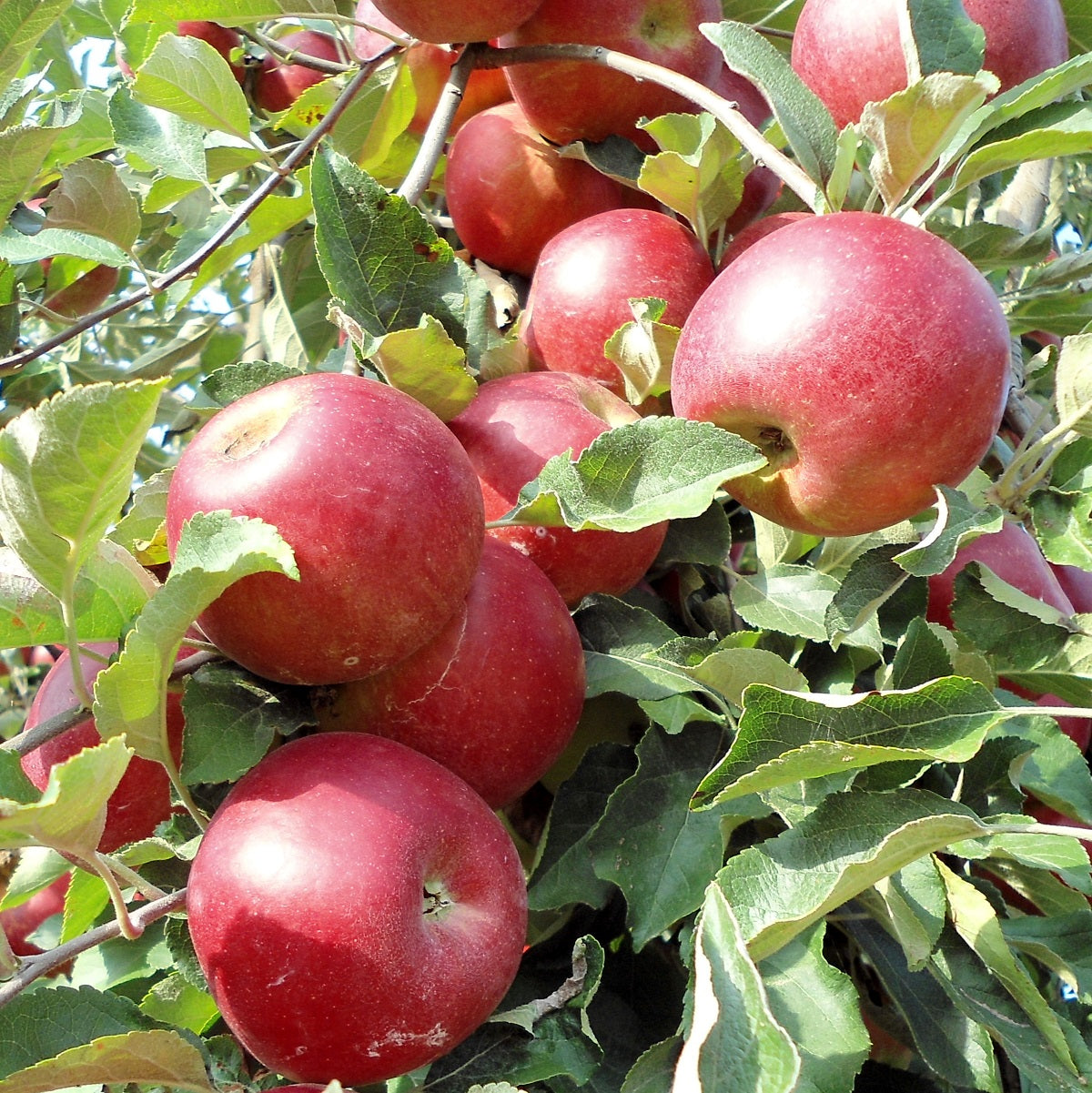 Malus domestica - JONATHON - Apple