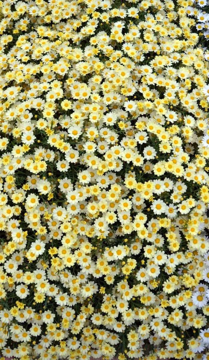 Argyranthemum frutescens - Angelic™ LEMON PASTEL - Marguerite Daisy