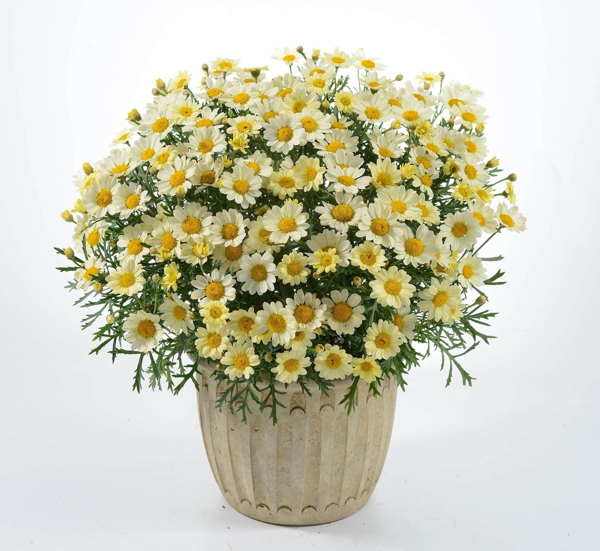 Argyranthemum frutescens - Angelic™ LEMON PASTEL - Marguerite Daisy