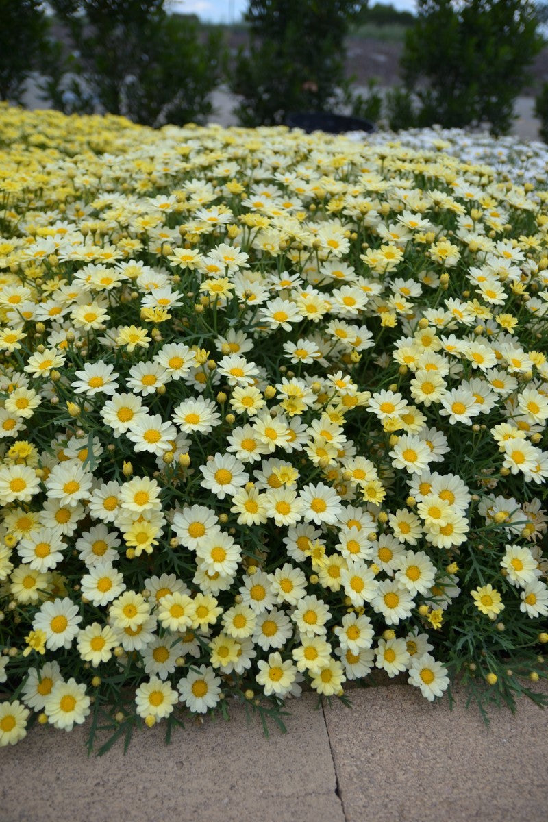 Argyranthemum frutescens - Angelic™ LEMON PASTEL - Marguerite Daisy