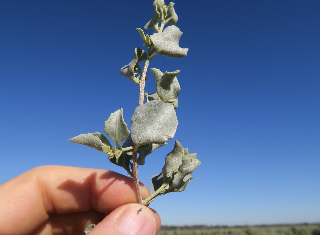Atriplex nummularia - Oldman Saltbush
